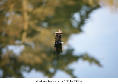 Tree reflections in pond 