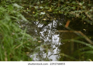 tree reflections in a pond