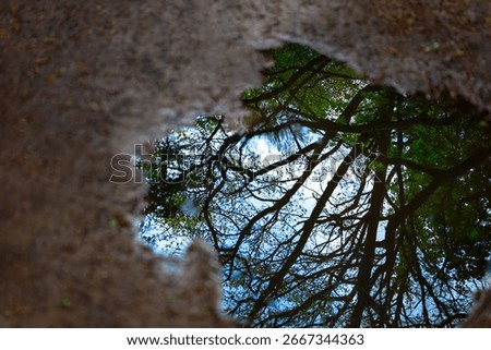 Tree Reflections in a Puddle