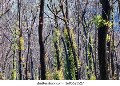 Tree Regeneration In The Blue Mountains After The Australian Bush Fires