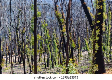 Tree Regeneration In The Blue Mountains After The Australian Bush Fires