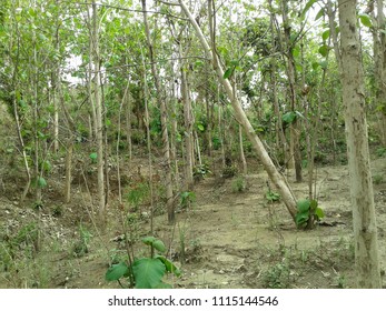tree relationship together