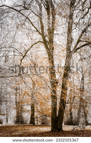 Tree with remnant leaves in forest with fallen leaves and snow