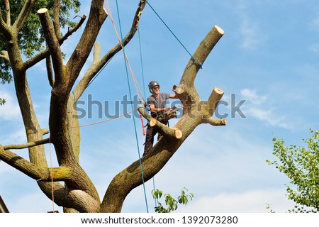 Tree removal. Arborist cutting big branch of a dead elm tree with a chainsaw.