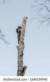 Tree Removal. Arborist In Safety Harness Cutting Birch Tree With Chainsaw By Piecemeal From The Height. Work On Height In Winter.