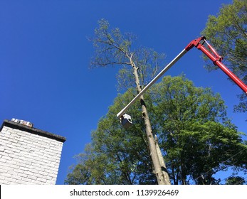 Tree Removal Service