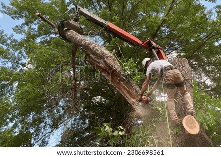 Tree removal specialist taking down a diseased tree in an urban setting.
