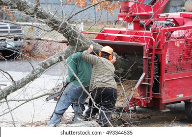 Tree Removal And Worker Moving Tree Trunk To Grinding Machine