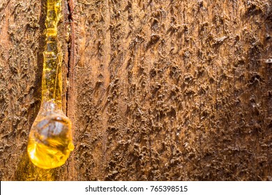 Tree Resin Drips From Timber