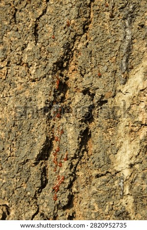 Tree resin sap oozing down rough textured brown tree bark