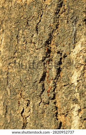 Tree resin sap oozing down rough textured brown tree bark