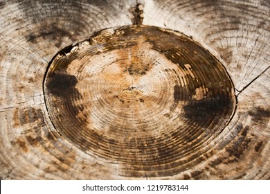 a tree with a tree ring