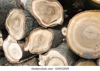 Tree Ring Background Stock Photo 535913929 | Shutterstock