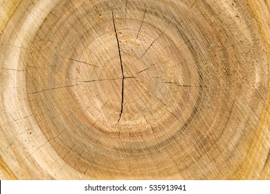 Tree Ring Background Stock Photo 535913941 | Shutterstock