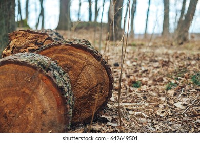 Tree Ring, Log, Wood.