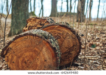 Tree Ring, Log, Wood.