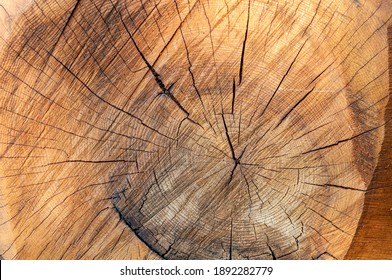 Tree ring pattern close up, woody background.