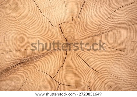 Tree ring wood slice texture background with natural cracks