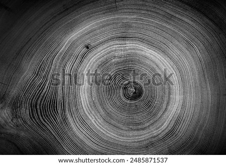 Tree rings background detailed pattern of end grain wood slab, Wood cut from tree stump.