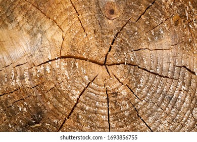 Tree Rings Old Weathered Wood Texture With The Cross Section Of A Cut Log.