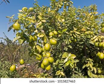 A tree with ripe lemons grows on a field in the Himalaya area of Uttarakhand