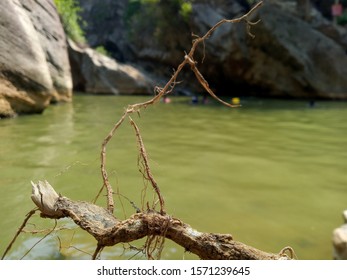 tree and river flows behind