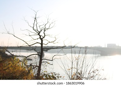 a tree and a river in the light