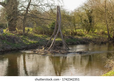 Tree In River Little Ouse At Santon Downham And Brandon, West Suffolk, England, United Kingdom 