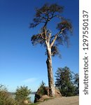 Tree at the Road
