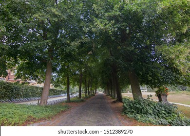 Tree Road In Leuven, Next To A KU Leuven Faculty Of Enginniering