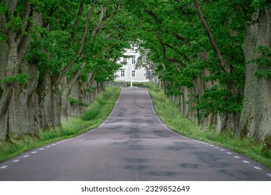 Tree with a road in the middle
