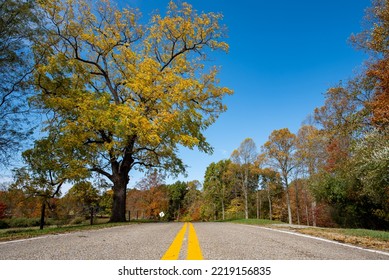 Tree And Road In Southeast Ohio