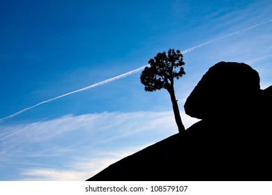 tree and rock