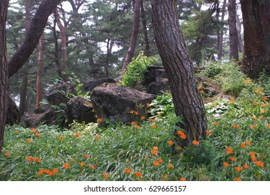 tree and rock