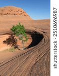 Tree in a rock hole, Dance Hall Rock, Hole-in-the-Rock Road, Grand Staircase Escalante National Monument, Utah, USA