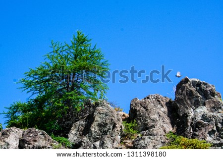 Tree, Rocks and bird near Gander Newfoundland
