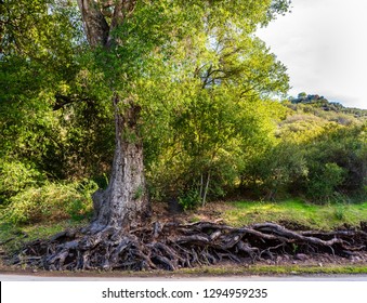 Tree root Composition  near Lake Sherwood in the Santa Monica Mountains, in Ventura County, California overlooking the Lake Sherwood reservoir. It is south of the Conejo Valley and Thousand Oak