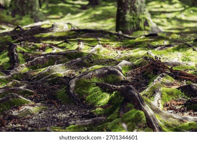 A tree root covered moss in the forest