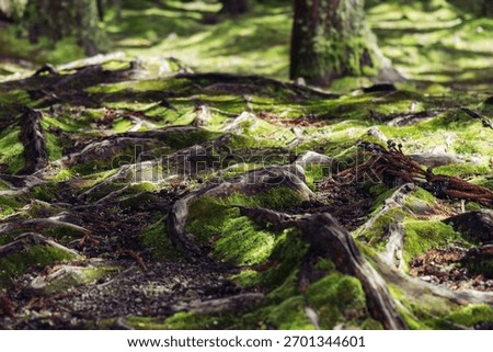 A tree root covered moss in the forest