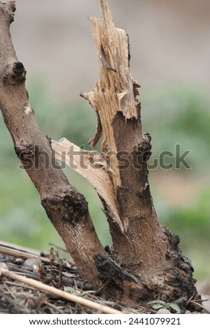 a tree root cutoff in deforestation