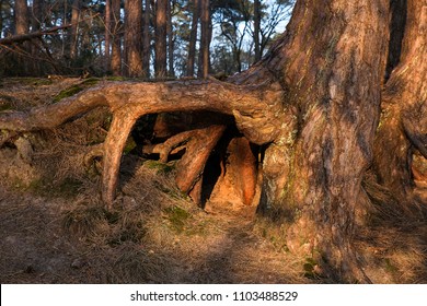 Tree Root In The Forest