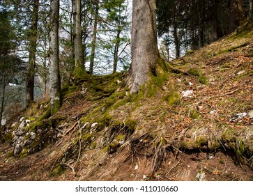 Tree Root In The Forest