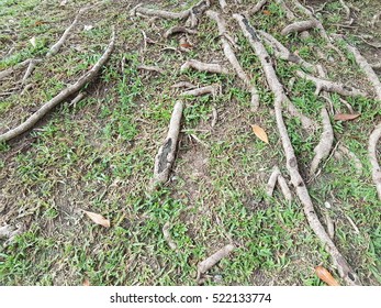 tree root growth patterns at the park
