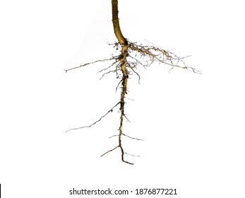 Tree Root Isolated On White Background. Plant Root On White Background.