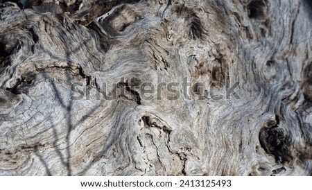 Tree root in nature. Original Wooden surfaces with natural wood grain, veins, patterns. Wallpaper, wood surface, texture design. 商業照片 © 