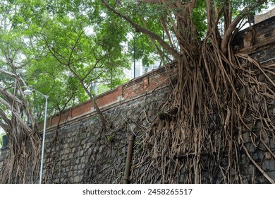 Tree root on brick wall