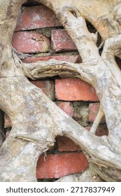 Tree root on brick wall background,