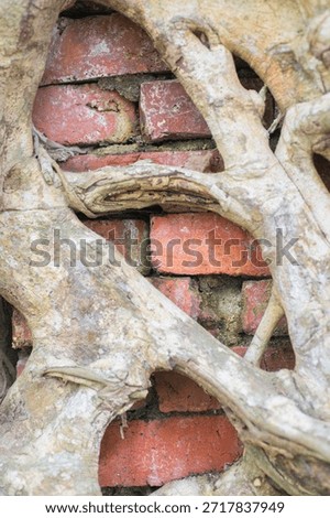 Tree root on brick wall background,