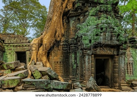 Tree root on gopura entrance at 12th century temple ta prohm, a tomb raider film location, angkor, unesco world heritage site, siem reap, cambodia, indochina, southeast asia, asia Foto stock © 