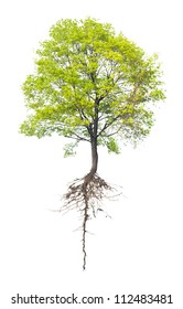 Tree with a root on a white background